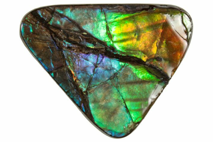 Flashy Ammolite (Fossil Ammonite Shell) - Rainbow Colored #357562